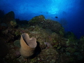   Top Cayman Wall  